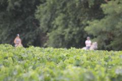 IMG_1295_resultat