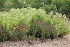 IMG_1311_resultat