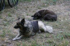 IMG_1587_resultat
