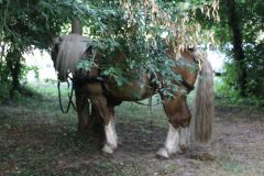 IMG_1588_resultat