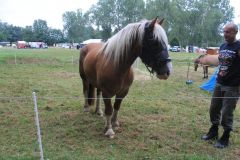 mini_IMG_0938_resultat